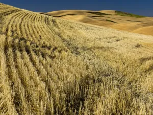 Fields during harvest Print - Landscape Photography