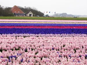 Netherlands Spring Flowers Prints: Netherlands. Spring flower fields