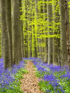 Landscape Photography Of Trees Prints: Path through the Blue Forest