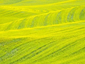 Canola Field Patterns Print