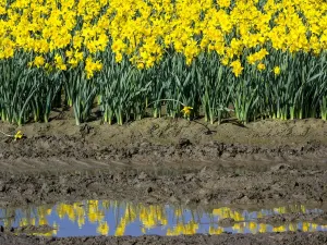 Landscape Prints: Daffodil Reflection Landscape Print
