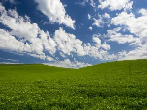 Landscape Prints: Spring Fields of Peas Print