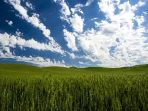 Landscape Prints: Spring Fields Print: Wheat, Peas, and Barley Landscape