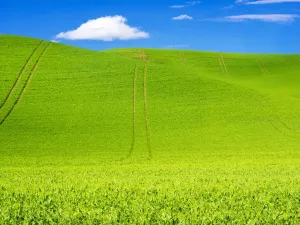 Spring Pea Field Print