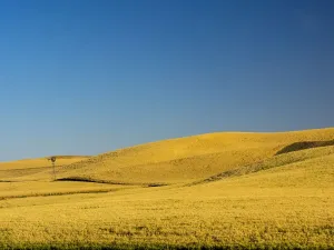 Landscape Prints: Windmill Print - Harvest Landscape