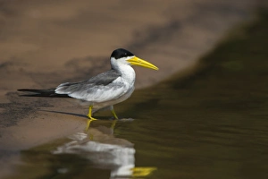 Large-billed Tern (Phaetusa simplex), Northern Pantanal, Mato Grosso, Brazil Large-billed Tern (Phaetusa simplex), Northern Pantanal, Mato Grosso, Brazil