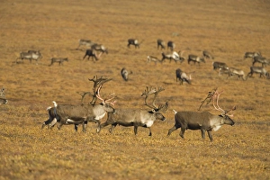 Large bull caribou in the process of shedding their antler velvet and preparing for Large bull caribou in the process of shedding their antler velvet and preparing for