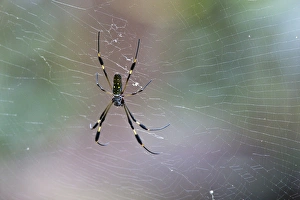 A large Golden Orb Weaver Spider (Nephila clavipes) rests on a web in the rainforest A large Golden Orb Weaver Spider (Nephila clavipes) rests on a web in the rainforest