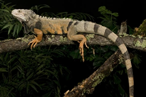 A large Green Tree Iguana, Iguana iguana, rests on a tree branch. Costa Rica, Controlled A large Green Tree Iguana, Iguana iguana, rests on a tree branch. Costa Rica, Controlled