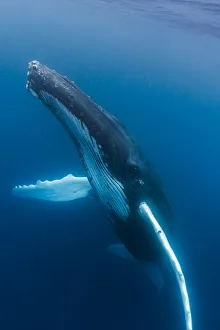 A large humpback whale ascends through the clear blue of the Silver Bank, Dominican Republic A large humpback whale ascends through the clear blue of the Silver Bank, Dominican Republic