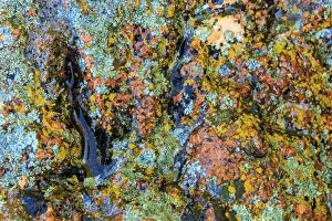 Large naturally polished rock with lichen, Lower Deschutes River, Central Oregon, USA Large naturally polished rock with lichen, Lower Deschutes River, Central Oregon, USA