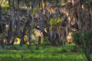 Large oak tree covered with hanging Spanish moss Large oak tree covered with hanging Spanish moss