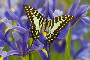 The Large Striped Swordtail Butterfly, Graphium antheus The Large Striped Swordtail Butterfly, Graphium antheus