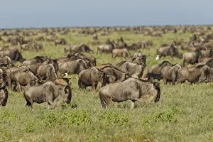 Large wildebeest herd during migration, Serengeti National Park, Tanzania, Africa Large wildebeest herd during migration, Serengeti National Park, Tanzania, Africa