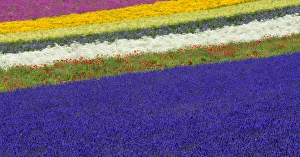 Lavender farm, Furano, Hokkaido Prefecture, Japan Lavender farm, Furano, Hokkaido Prefecture, Japan