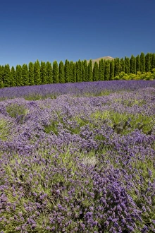 Lavender Farm, near Cromwell, Central Otago, South Island, New Zealand Lavender Farm, near Cromwell, Central Otago, South Island, New Zealand