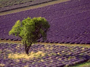 Lavender Fields Of Europe Prints: Lavender field