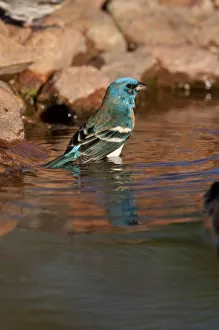 Lazuli Bunting (Passerina amoena) bathing in water, Arizona, USA Lazuli Bunting (Passerina amoena) bathing in water, Arizona, USA