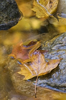 Close Up Leaf Images Prints: Leaf and reflections in a autumn stream, VT
