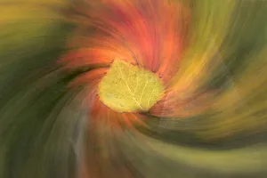 Leaf and swirling abstract fall colors along shoreline of Council Lake Leaf and swirling abstract fall colors along shoreline of Council Lake