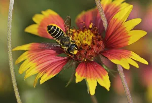 Leafcutter bee, solitary bees (Megachile sp.), adult feeding on Indian Blanket, Fire Wheel Leafcutter bee, solitary bees (Megachile sp.), adult feeding on Indian Blanket, Fire Wheel