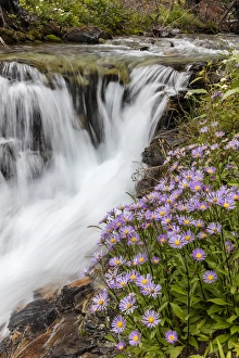 Leafy aster along Baring Creek in Glacier National Park, Montana, USA Leafy aster along Baring Creek in Glacier National Park, Montana, USA