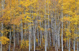Tree Bark Details Prints: Leaves and tree trunks create an aspen wall of texture, Colorado, USA