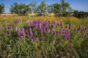 Lemon beebalm (Monarda citriodora) wildflowers in bloom Lemon beebalm (Monarda citriodora) wildflowers in bloom