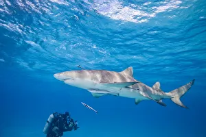 Lemon Shark (Negaprion brevirostris), Northern Bahamas, Caribbean Lemon Shark (Negaprion brevirostris), Northern Bahamas, Caribbean