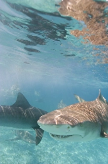 Lemon Shark (Negaprion brevirostris) Northern Bahamas (RF) Lemon Shark (Negaprion brevirostris) Northern Bahamas (RF)