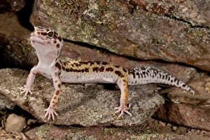 Leopard Gecko , Eublepharis macularis, Native to Pakistan, Habitat Arid and Semi Leopard Gecko , Eublepharis macularis, Native to Pakistan, Habitat Arid and Semi