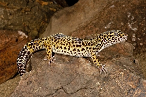 Leopard Gecko Eublepharis macularis Native to Pakistan Leopard Gecko Eublepharis macularis Native to Pakistan