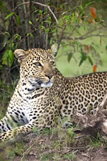 Leopard Conservation Efforts Prints: Leopard (Panthera