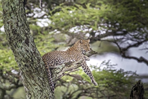 Leopard reclines on tree branch stump just longer than leopard, up in air in tree Leopard reclines on tree branch stump just longer than leopard, up in air in tree