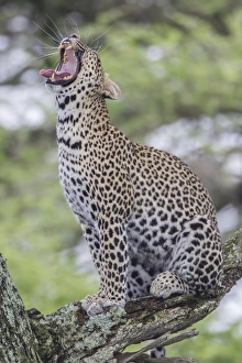 Leopard sits perched on a branch, erect, yawning with its mouth wide open, tongue out Leopard sits perched on a branch, erect, yawning with its mouth wide open, tongue out