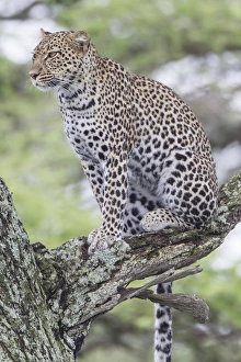 Leopard sits up in tree on three branch, looking to left of camera, watching Leopard sits up in tree on three branch, looking to left of camera, watching