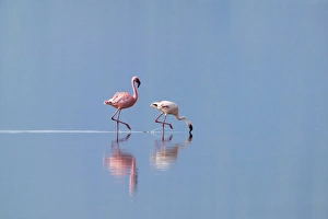 Lesser Flamingoes (Phoenicopterus minor), Lake Nakuru, Kenya Lesser Flamingoes (Phoenicopterus minor), Lake Nakuru, Kenya