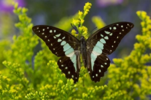 The Lesser Jay Butterfly, Graphium evemon orthia The Lesser Jay Butterfly, Graphium evemon orthia