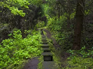 Levada, traditional irrigation channel near Cabeco Gordo in dense forest Levada, traditional irrigation channel near Cabeco Gordo in dense forest