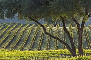 Light makes the vines glow in vineyard of Gold Hill Vineyard & Brewery above American River Canyon Light makes the vines glow in vineyard of Gold Hill Vineyard & Brewery above American River Canyon