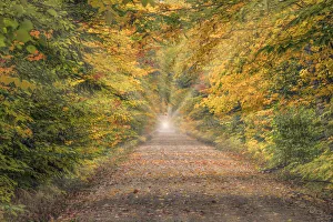 Light rays at end of road through Hiawatha National Forest, Upper Peninsula of Michigan Light rays at end of road through Hiawatha National Forest, Upper Peninsula of Michigan