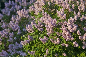 Lilac bush blooms in spring in Whitefish, Montana Lilac bush blooms in spring in Whitefish, Montana