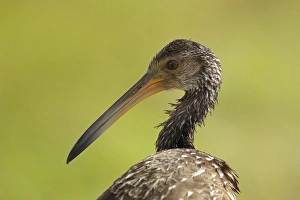 Limpkin, Aramus guarana, Viera wetlands, Florida Limpkin, Aramus guarana, Viera wetlands, Florida