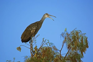 Limpkin atop tree, Aramus guarauna, Wakodahathcee Wetlands, Delray Beach, Florida Limpkin atop tree, Aramus guarauna, Wakodahathcee Wetlands, Delray Beach, Florida