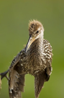 Limpkin chick, Aramus guarana, Viera wetlands, Florida Limpkin chick, Aramus guarana, Viera wetlands, Florida