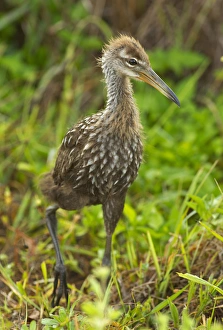 Limpkin chick cruising, Aramus guarana, Viera wetlands, Florida Limpkin chick cruising, Aramus guarana, Viera wetlands, Florida