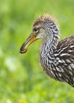 Limpkin with first apple snail, Aramus guarana, Viera wetlands, Florida Limpkin with first apple snail, Aramus guarana, Viera wetlands, Florida