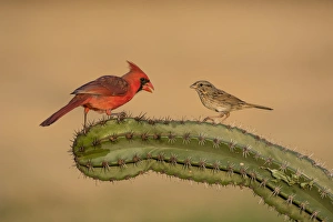 Lincolns Sparrow (Melospiza lincolnii) with northern cardinal on cactus Lincolns Sparrow (Melospiza lincolnii) with northern cardinal on cactus