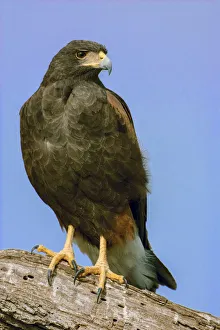 Linn, Texas, USA. Harris hawk perched on a dead, fallen tree Linn, Texas, USA. Harris hawk perched on a dead, fallen tree