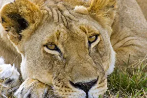 African Lion Photos Prints: Lion in the brush